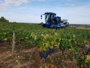 Grape harvesting machine