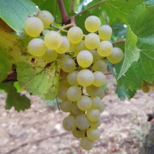 Chardonnay grape variety