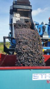 Grape harvesting machine